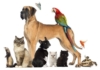 Grupo de diversas mascotas incluyendo perros, gatos, aves y una tortuga, representando la categoría de bienestar AnimalComfort