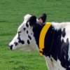 Collar duracomfort frisonas Collar Duracomfort para vacas