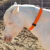 collar-ganado-vacuno-caballos-38-sin personalizar Collar DuraComfort para vacas y caballos
