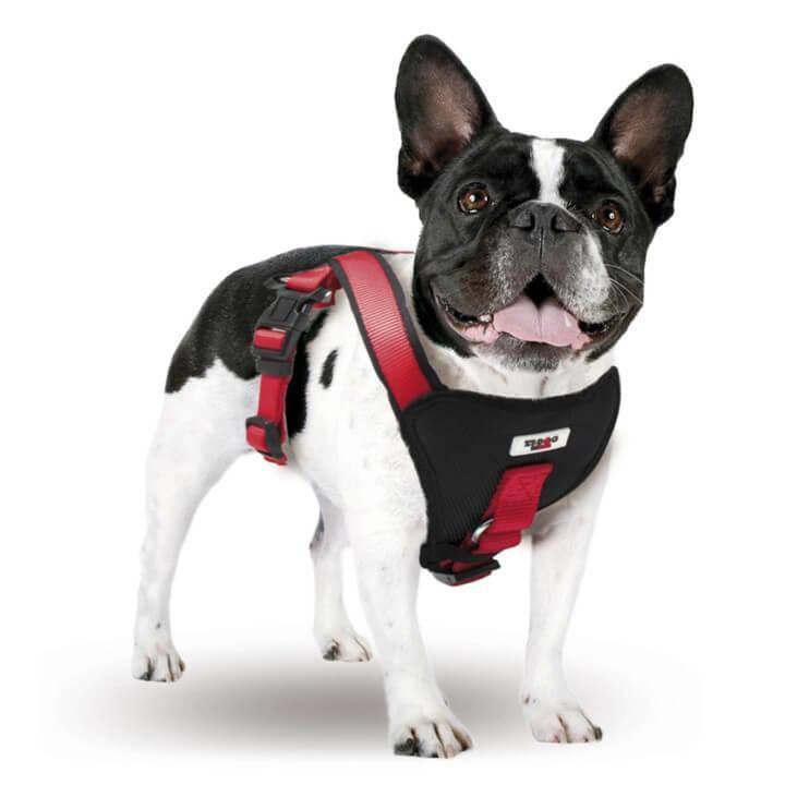 Bulldog francés con arnés para perro xt-dog Extreme de color negro y rojo ajustable