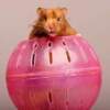 hamster-in-ball hamster-in-ball