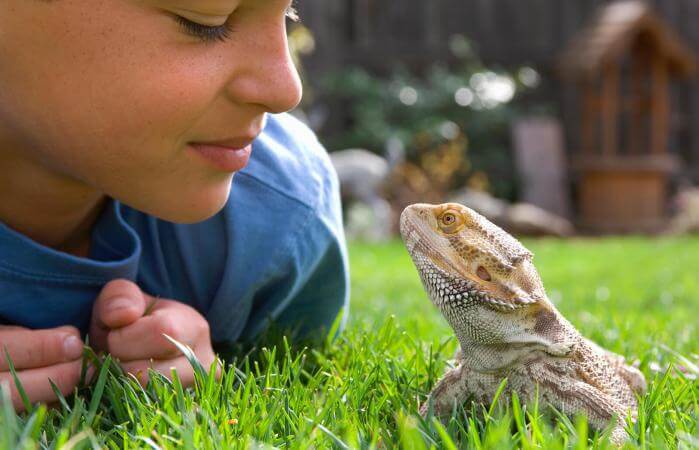 Productos para mascotas: reptiles y anfibios