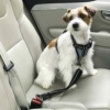 Arnés con cinturón de seguridad para perros Ibañez Perro pequeño con arnés y cinturón de seguridad Ibañez sentado en el asiento del coche