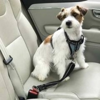 Arnés con cinturón de seguridad para la sujeción a el coche Perro pequeño con arnés y cinturón de seguridad Ibañez sentado en el asiento del coche