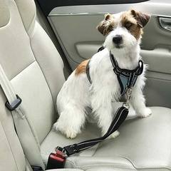 Perro pequeño con arnés y cinturón de seguridad Ibañez sentado en el asiento del coche