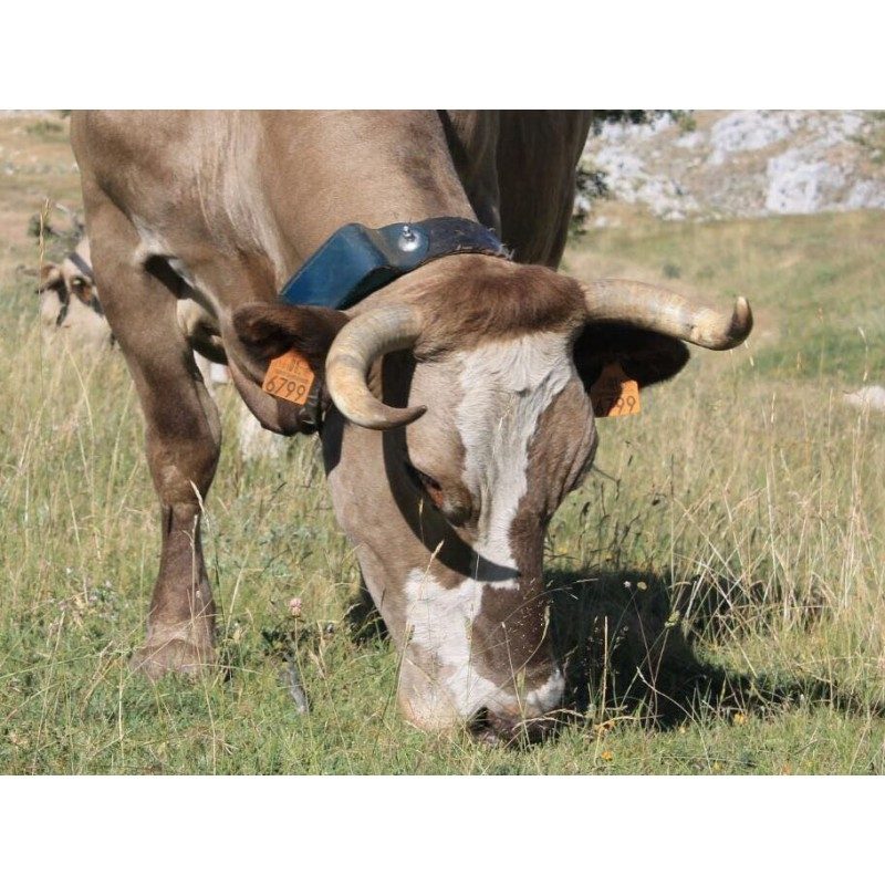 Localizador GPS para ganadería y fauna salvaje Domodis